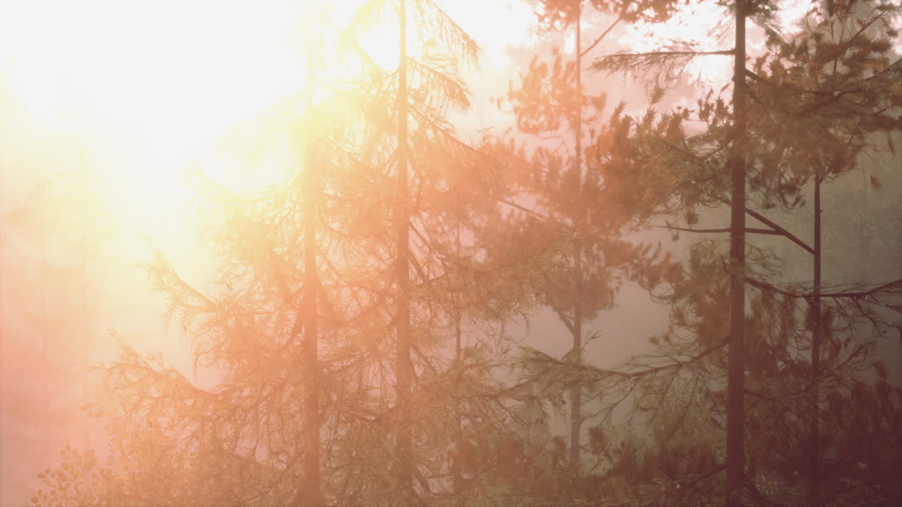 안개 가 가득 한 소나무 숲 에서 해가 뜨는 것