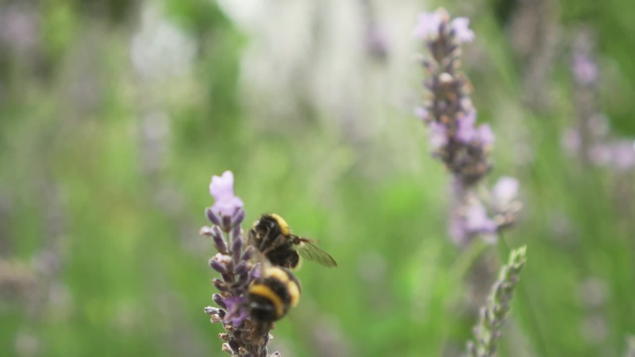 SLOWMO - Two bumblebees gathering pollen of lavender flower