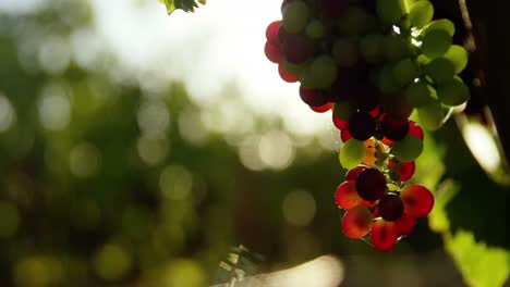 close-up of red wine grapes