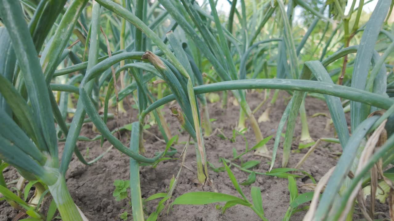 Lush green onions growing in a garden bed in rural Romania