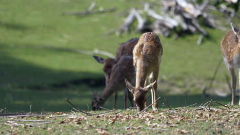 young wildlife baby deers grazing on rural grass field during sunny day in summer - eating plants and grass on farm - medium shot