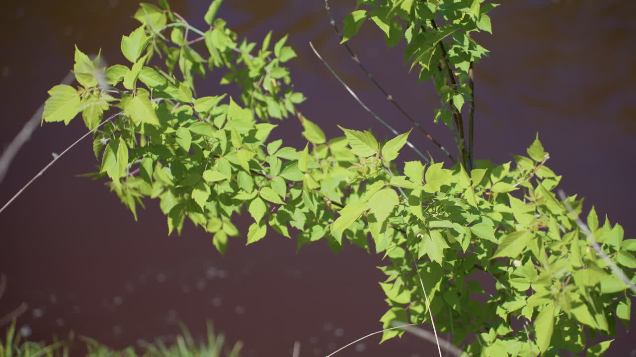 green leaves swaying gently above calm brown river water reflection of sunlight shimmering on surface serene riverside scene evokes silence and connection with nature foliage movement in warm breeze