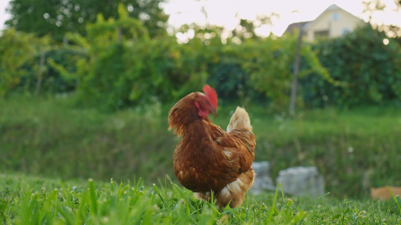 Cinematic footage of a farm chicken strolling across fresh grass in open air, symbolizing organic food, sustainable agriculture, and the calm rhythm of countryside farming