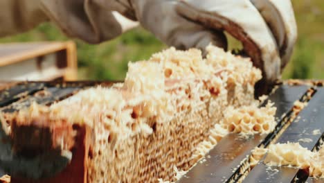 Honey-rack-pulled-from-beehive-by-apiculturist-for-inspecting,-close-up