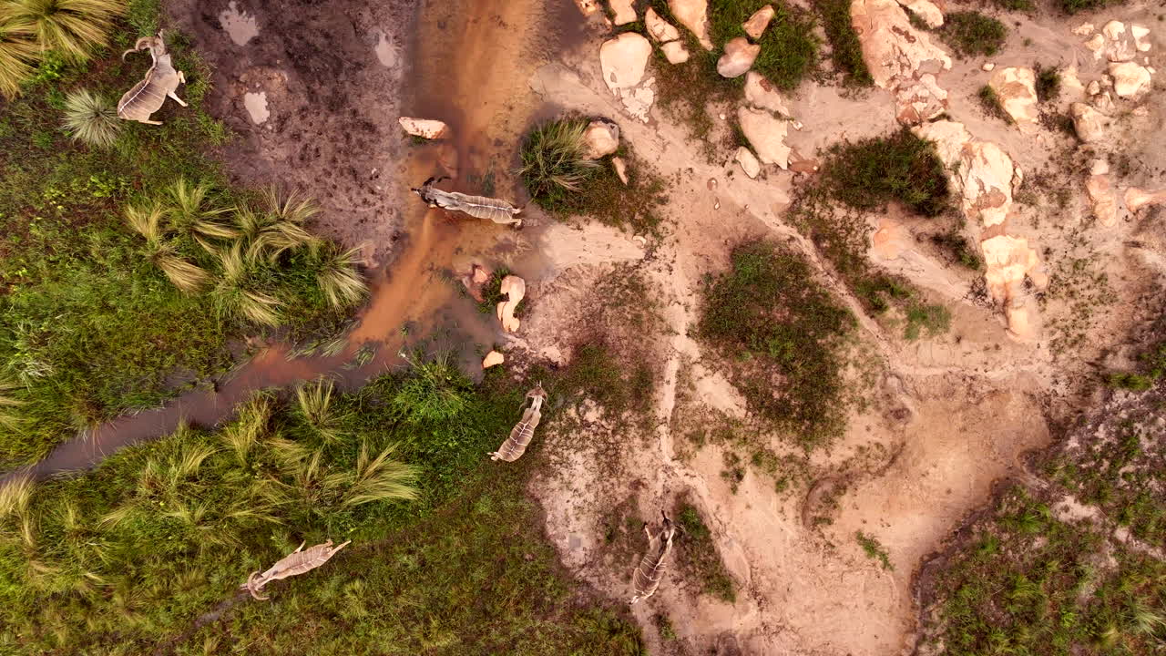 Bachelor herd of kudu bulls jump over stream in wetland area, overhead aerial