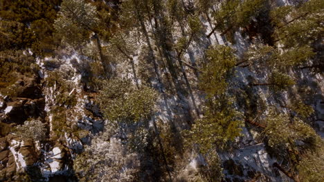 Overhead-view-of-Douglas-Firs-in-a-forest-with-a-boom-down-towards-the-tree-tops