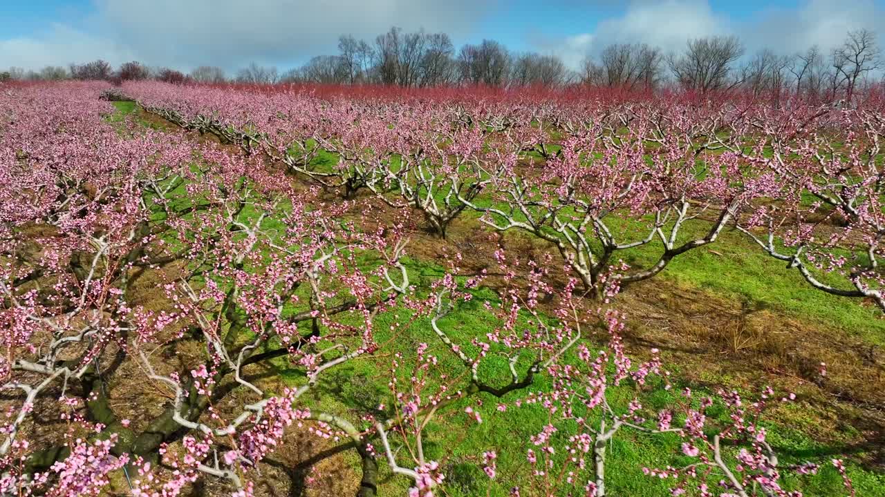 Vista aerea con drone di fiori rosa su alberi di ciliegio, melo, pesco, nettarino in un frutteto durante una splendida mattina di primavera soleggiata.