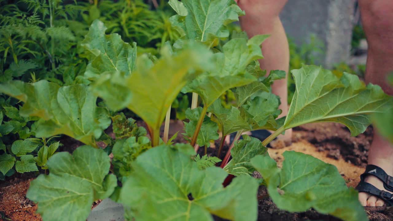 Man Picking Organic Garden Rhubarb. - closeup shot