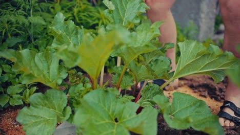 man picking organic garden rhubarb. - closeup shot