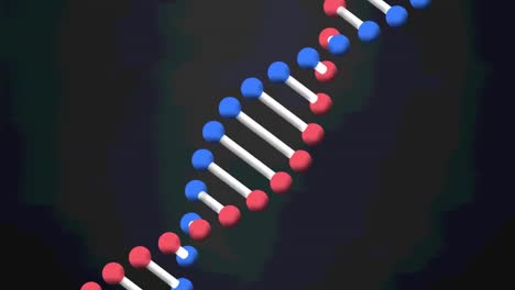 Animation-Eines-DNA-Strangs,-Der-Sich-Auf-Schwarzem-Hintergrund-Dreht