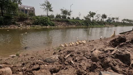 a flock of ducks moving through water together