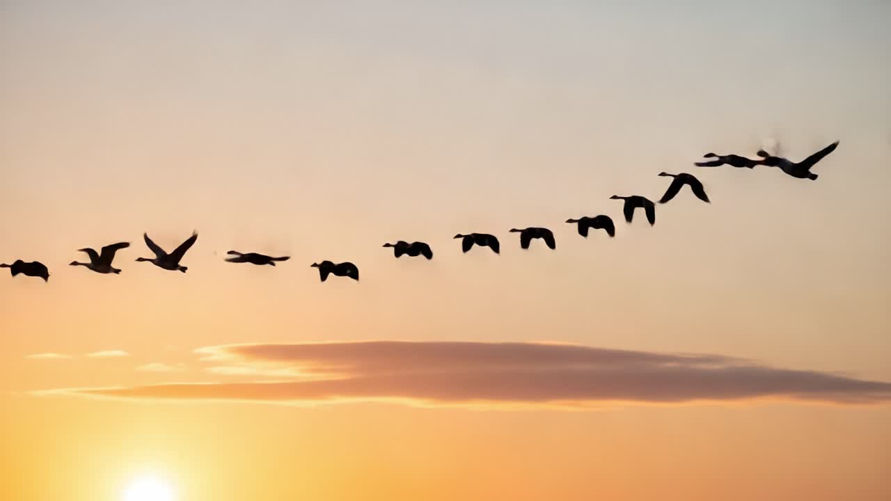 A Serene Sunset Flight: A Flock of Birds Gracefully Soars Across the Vibrant Horizon, Illustrating the Beauty of Nature in Motion