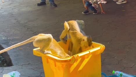 monkeys explore a trash bin for food