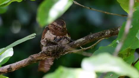 Das-Javanische-Froschmaul-Oder-Horsfields-Froschmaul-Kommt-In-Thailand-Und-Anderen-Asiatischen-Ländern-Vor