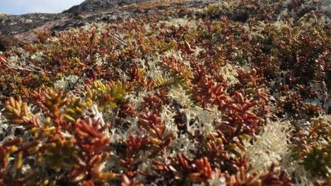 Arctic-Tundra-lichen-moss-close-up.-Found-primarily-in-areas-of-Arctic-Tundra,-alpine-tundra,-it-is-extremely-cold-hardy.-Cladonia-rangiferina,-also-known-as-reindeer-cup-lichen.