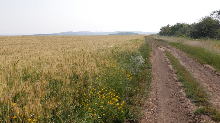 Wheat fields. Ripe wheat. It's time for harvesting