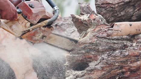 Close up of Chainsaw, man cuts a felled tree trunk Slow Motion. Deforestation, forest cutting concept