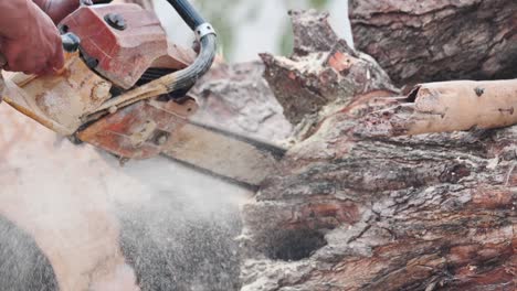 close up of chainsaw, man cuts a felled tree trunk slow motion. deforestation, forest cutting concept