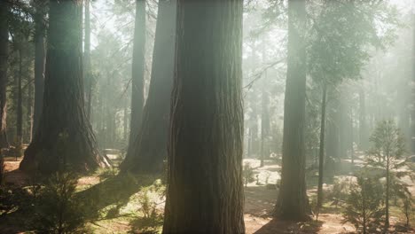 Sunrise-in-the-Sequoias,-General-Grant-Grove,-Sequoia-National-Park