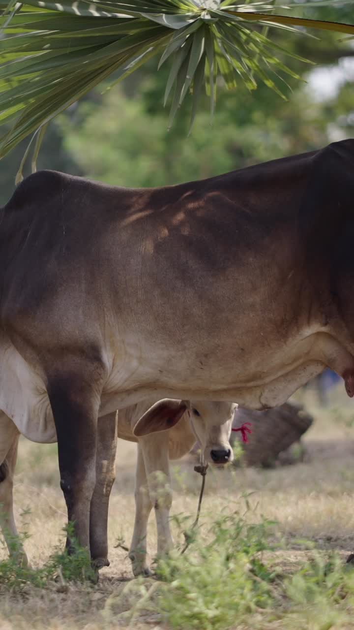Cow and Calf Grazing in a Field