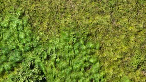 exuberantes plantas acuáticas verdes crecen en el borde de los ríos en condiciones de pantano