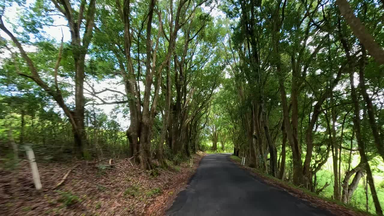 A serene drive along a tree-lined road in Mullumbimby, Queensland, captured by a drone under natural daylight