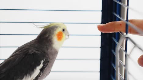 curious male cockatiel in the cage with human finger poking through grates