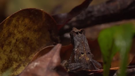 la rana sentada en la hojarasca en el suelo del bosque se limpia los ojos con la pata delantera y mira a su alrededor