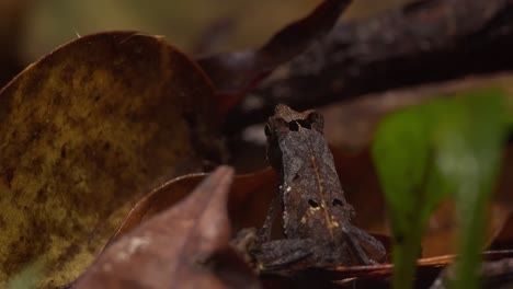 frog sitting in leaf litter on forest floor cleans its eye with the front leg and looks around