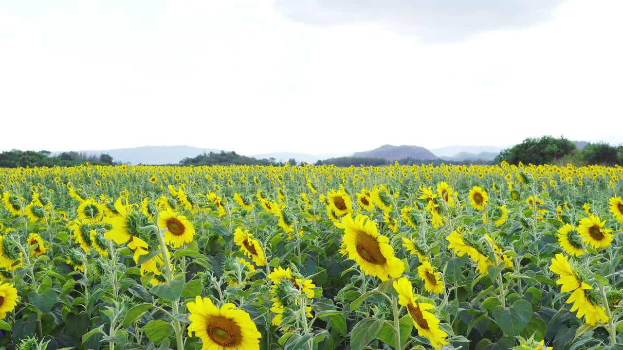 young woman holding her hat running in sunflower field at Rai Manee Sorn, Pak Chong, Nakhon Ratchasima, Thailand