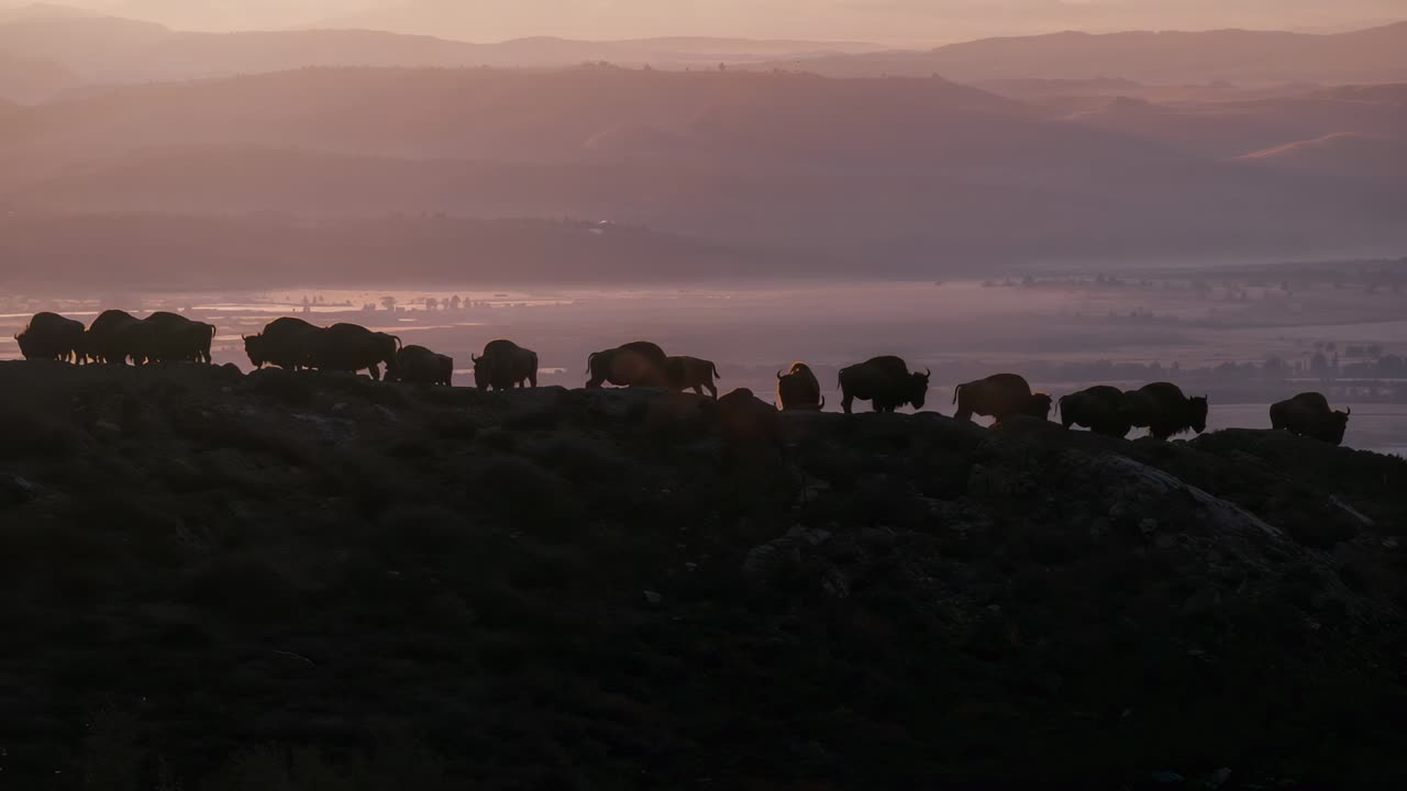 Moving herd of bison progressing rightward along rocky ridge at sunrise, layered hills backdrop