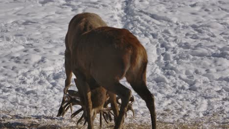 elk bucks locking antlers in battle winter slomo