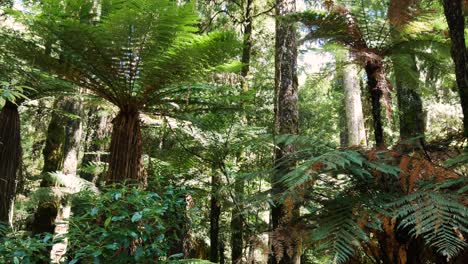 panning shot of dense rainforest with fern trees during sunlight in summer - walking inside whirinaki national park of new zealand