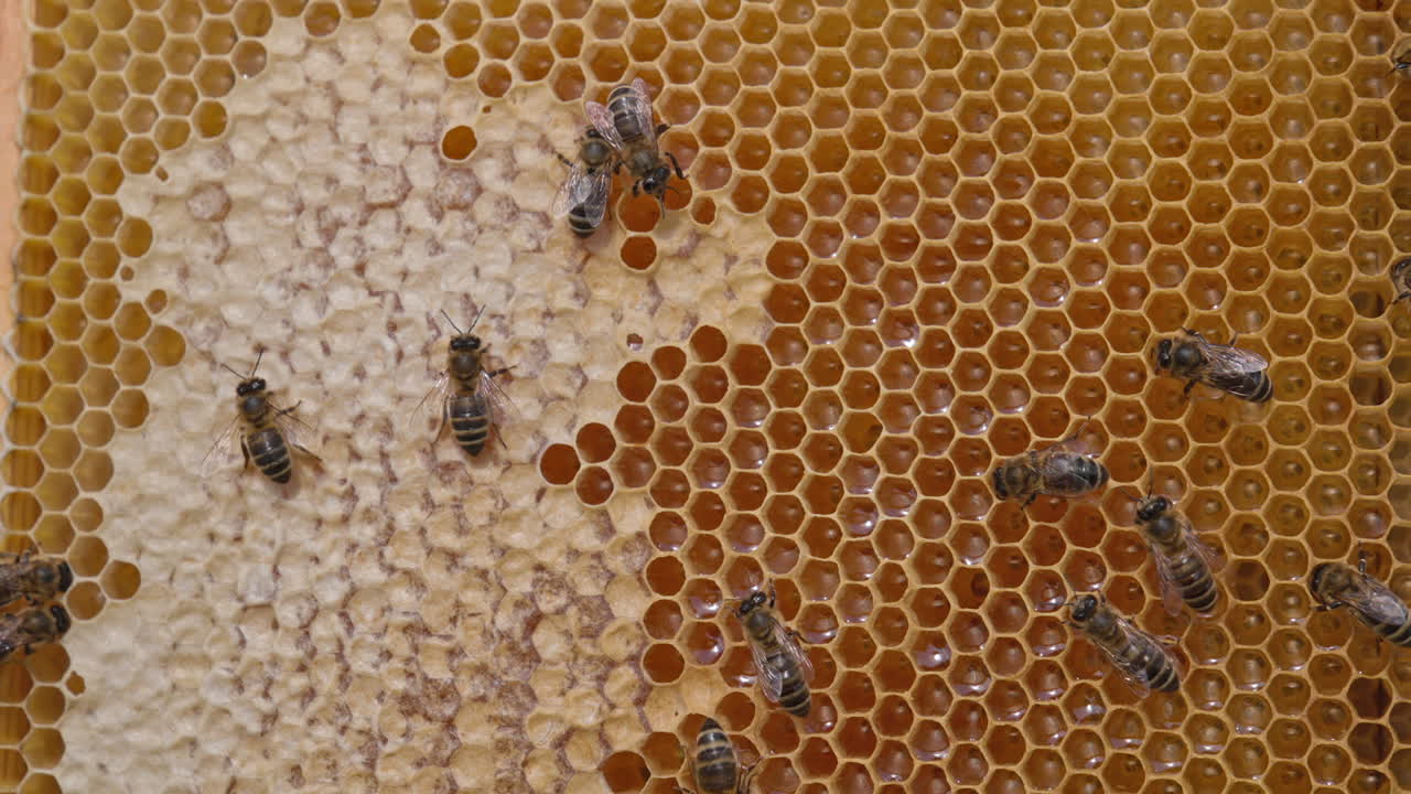 Honeycomb with Bees