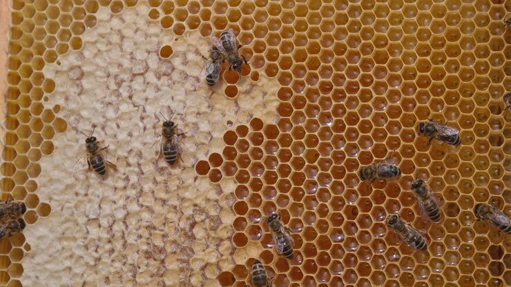 Honeycomb with Bees