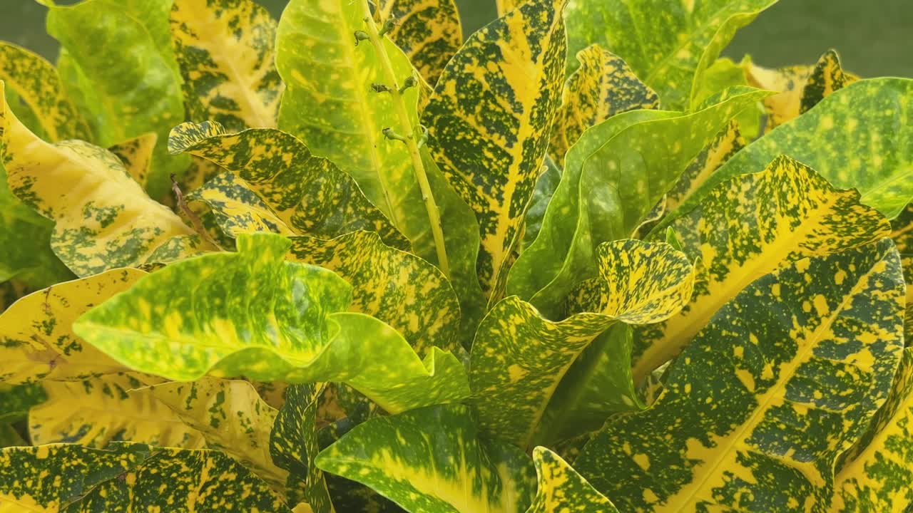 Static shot of the Gold Dust Croton plant, showcasing its distinctive foliage, which features medium-green, elliptical to oval leaves liberally speckled with yellow spots, resembling paint splashes