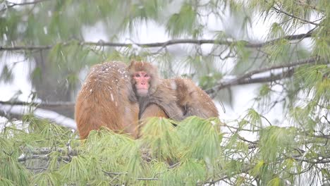 mother and babies of rhesus macaque monkey in snow fall