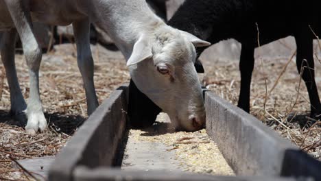 Ovejas-Comiendo-En-Una-Granja