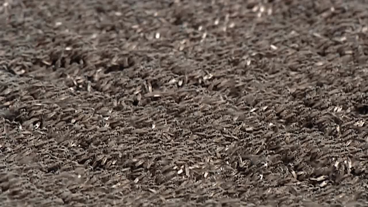 2010년대 근접 촬영은 꽃 위에 자리 잡은 잠자리와 개미를 보여줍니다.