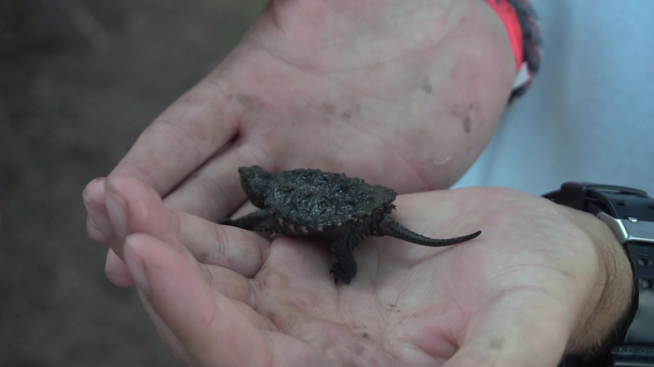Baby bidskildpadde holdt i hænderne