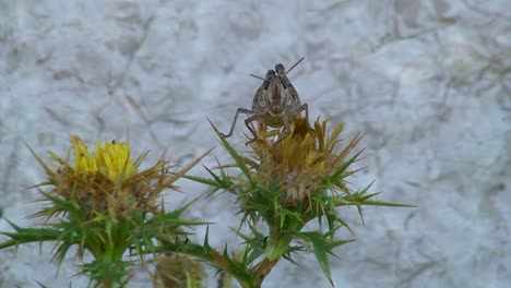 SLOMO - A grasshopper sit on the yellow blossom of a thistle directly on the Croatian Adriatic, behind it comes a wasp.