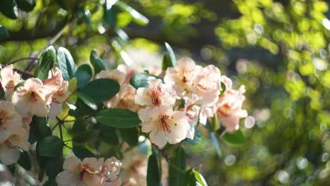 beautiful white, pink flowers of a tree in the botanic forest, in spring