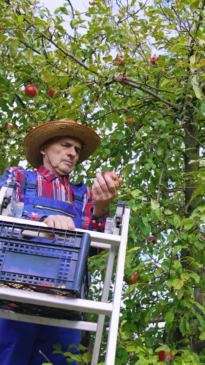 Professional farmer harvesting apples from the tree. Farming agricultural industry in orchard. Vertical video