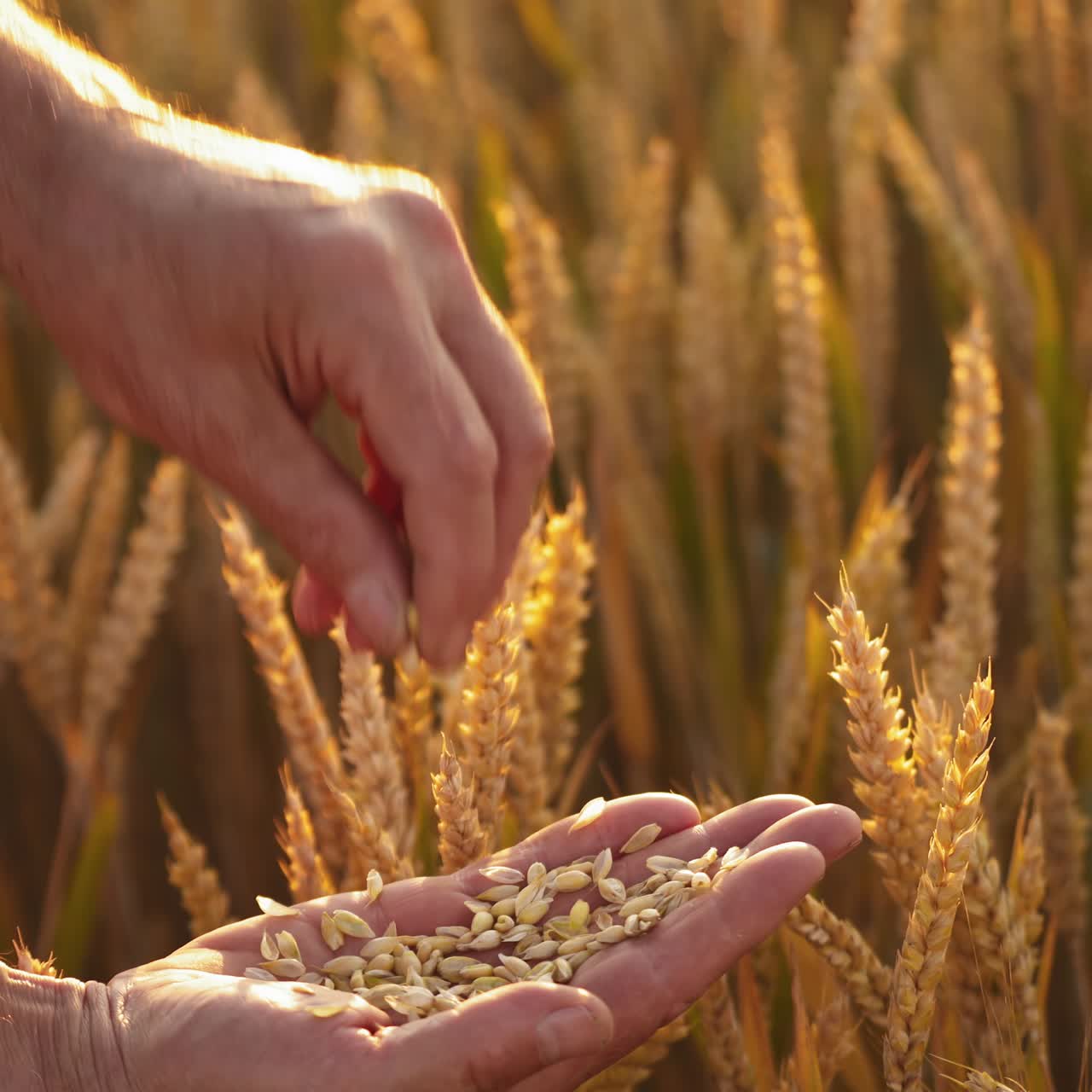 Farmer's hands with grains in yellow field. Agronomist observes ripe wheat grains in his hand on the background of golden spikelets. Close-up.
