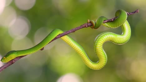 the white-lipped pit viper is a venomous pit viper endemic to southeast asia and is often found during the night waiting on a branch or limb of a tree near a body of water with plenty of food items