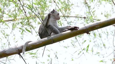 Los-Macacos-De-Cola-Larga-Son-Los-Monos-Más-Fáciles-De-Encontrar-En-Tailandia,-Ya-Que-Están-Presentes-En-Complejos-De-Templos,-Parques-Nacionales-E-Incluso-Pueblos-Y-Ciudades