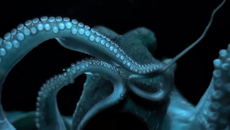 close-up of an octopus in the deep ocean