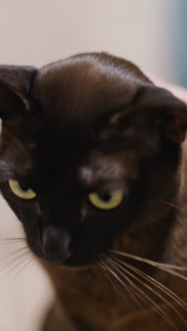 beautiful black cat being pet by the owner. male hand caressing the yellow-eyed cat. close up. vertical video