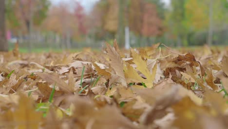 autumn leaves in a park
