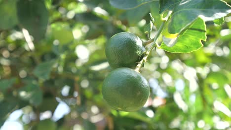 Frische-Limette-Hängt-Am-Baum,-Nahaufnahme